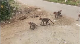 Two Troops of Monkeys Clash Violently in Tamil Nadu’s Dharmapuri District