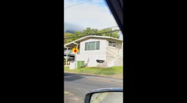 Paws up, face flat: This dog’s daily solar charging routine garnered over 4 million views on Instagram