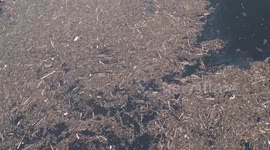 Forest Debris from Illegal Logging Pollutes Lake Singkarak, Solok, West Sumatra, Indonesia