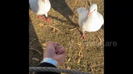 Faked a snack, flipped the bird. The pigeon clapped back—with its beak!