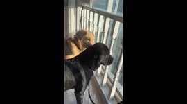 What did it see? Black Dog's Crazy Howling by the Window