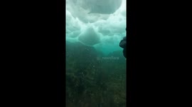 Diver's Flashlight Highlights Sea Angel Clione