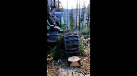 Harvester Selectively Manipulates Spruce Trees to Reveal Young Forest Growth | Sustainable Forestry 4K