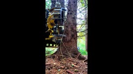 Pure ASMR Harvester Chainsaw Cuts and Spruce Tree Felling | Satisfying Forestry Sound 4K