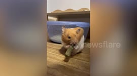 Greedy hamster attempts to stuff snack as long as its entire body - into its cheek