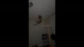 Cat struggles to balance on thin bed frame bar in Cincinnati, Ohio