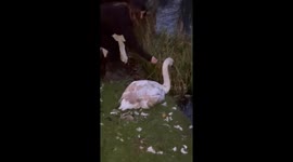 Woman rescues poorly swan in Barnsley, England, UK