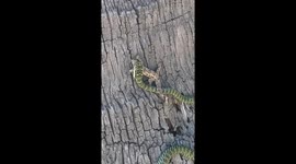 Golden Tree Snake Eats a Gecko