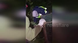 Spain: Injured Young Iberian Lynx Rescued Near Lora Del Río