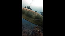 A Rare Gathering of Sea Snakes