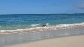 Female Sea Turtle Gets Rolled by Mate