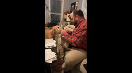 Tater Tot the Golden Retriever Helps With Christmas Card Prep