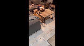 Puppy's Newest Trick Leads To Fluffy Crime Spree
