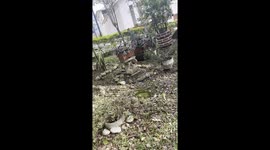 Baby Opossums Riding on Mama's Back