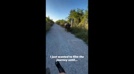 Biker Encounters Protective Water Buffalo Family