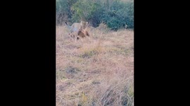 A leopard hunting in maasai mara national reserve park.