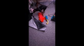 found asleep in toy box