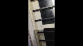 Spectacled Cobra coming in to order for one peri peri rat fully barbecued, please.