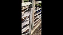 Farm worker struck by calf during routine chores in Minas Gerais, Brazil