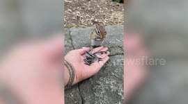 Tiny squirrel nibbles sunflower seeds from a human hand