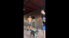 Pit bull tries to catch the ball during a backyard game in Rosario, Argentina