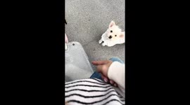 Stubborn dog slides its back legs while walking in Guangdong, China