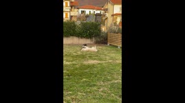 Golden retriever and rooster playfully interact in Loro Ciuffenna, Italy