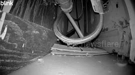 Wildlife Encounter: Creature Investigates Camera in Hilarious Close-Up!