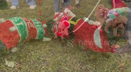 Hundreds of sausage dogs in Christmas jumpers take over Kensington Gardens in London