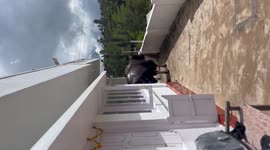 India: Massive Wild Indian Gaur Enters Residential Compound in Kotagiri, Nilgiris