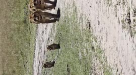 Kenya: Fig Tree Pride's 2 Moms & 5 Playful Cubs Marching in Masai Mara
