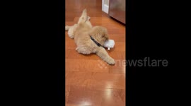 US: Tripod Puppy Chases Snowman Toy & Finds Perfect Rest Spot in Florida