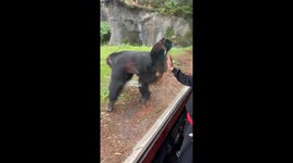 Chimpanzee delivers jaw-dropping acrobatic surprise at the zoo