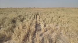 China: Desert giant reed brings ecological, economic gains in Xinjiang's Tumxuk