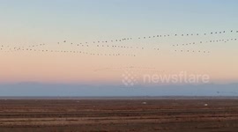 China: Xinjiang's desert-edge farmlands become winter paradise for migratory birds