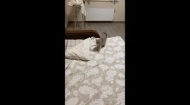 The kitten was playing with the bedding when I was making it and accidentally fell backwards.