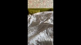 My cat grimaces when I spray something.