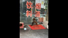 Cat and dog share a gentle moment at a shop entrance in Anhui, China