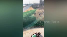 Authorities mocked after workers filmed spraying yellow grass with green paint