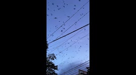 Hundreds of birds gather on power lines at dusk in the Philippines
