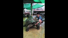 Pet owner shows off his Aldabra giant tortoise