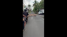 Flock of ducks hold up traffic as they waddle along road