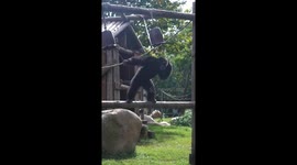 Swing King or Rope-Rocking Thing?