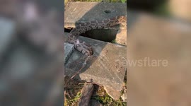 Python rescued from roadside drain in forest, rescuers free trapped reptile, safely release it