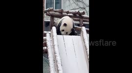 北京迎入冬首场降雪 大熊猫萌兰在雪天玩滑梯打滚