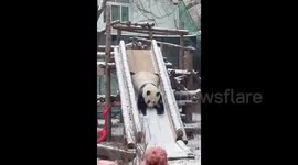 Snow Day Delight: Adorable Panda Meng Lan's Joyful Antics in Beijing's First Snowfall!