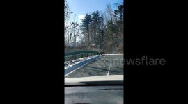 男子驾车偶遇东北虎 近距离对视既激动又害怕