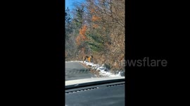 Siberian Tiger Standoff: Man's Terrifying and Thrilling Roadside Encounter in Jilin
