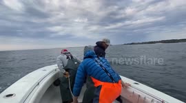 13ft great white shark to rival Atlantic's biggest swimming off NY coast