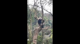 Panda's Tree Yoga